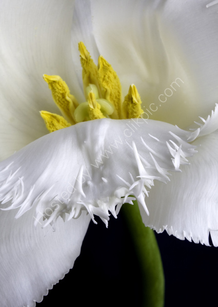 Frilled tulip